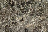 Polished Fossil Turritella Agate Stand Up - Wyoming #193589-1